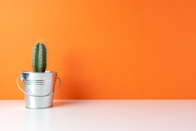 Pianta di cactus in vaso su sfondo luminoso