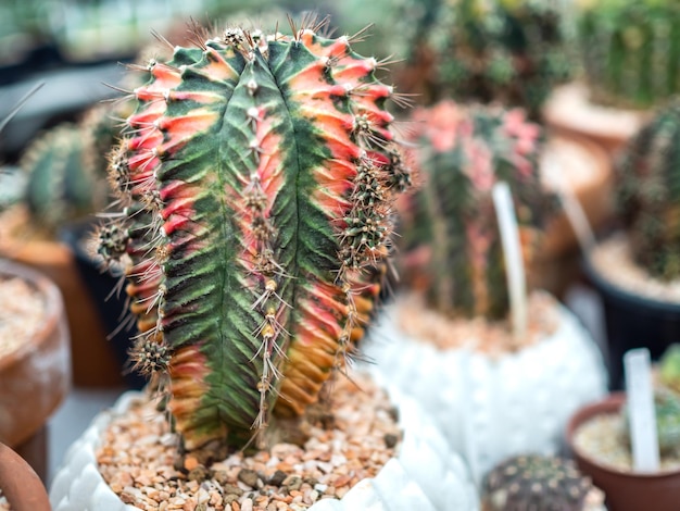 Pianta di cactus in vaso