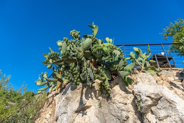 Pianta di cactus selvatico ad Alanya, in Turchia