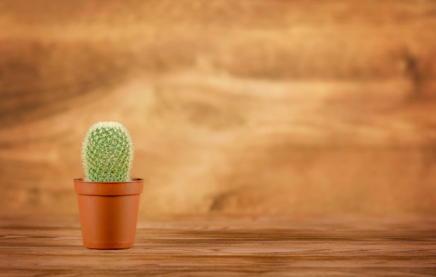 pianta di cactus su fondo in legno