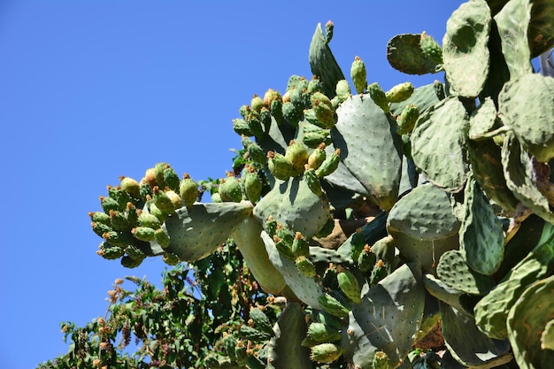 pianta di cactus verde con spine affilate isolate su sfondo blu cielo in giornata di sole, macro