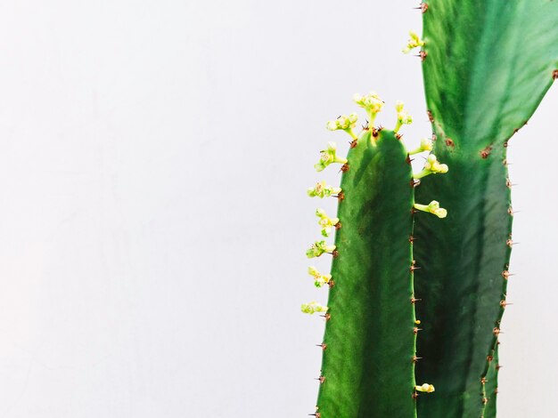Pianta di cactus verde in crescita con crescita di piccoli fiori di cactus isolati su sfondo bianco con spazio di copia.
