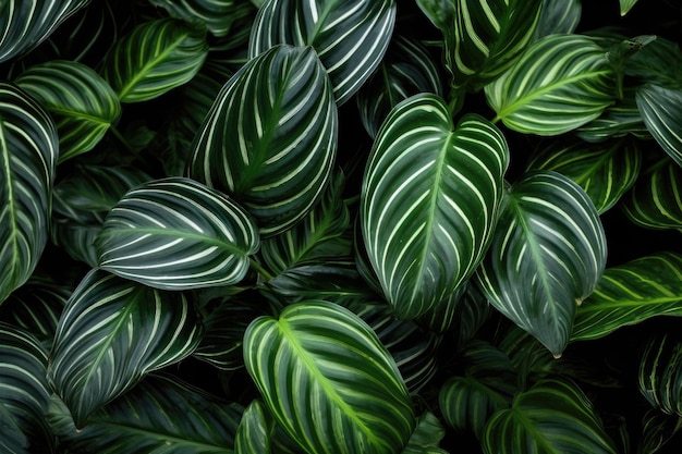 Pianta di calathea con foglie a strisce Giardino botanico Fogliame in natura Pianta di Calathea tropicale