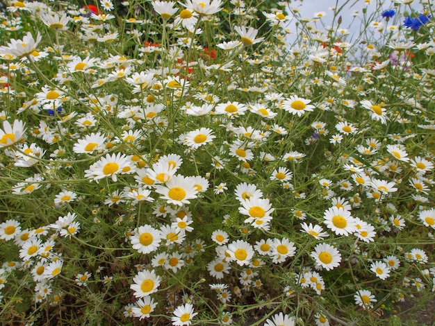 Pianta di camomilla Chamaemelum fiore bianco