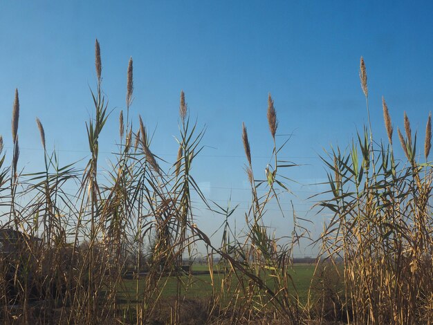 Pianta di canna comune