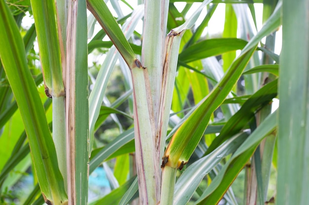 Pianta di canna da zucchero con foglie verdi