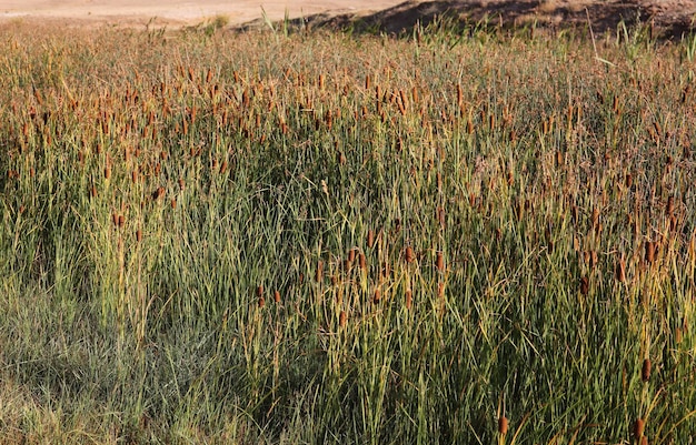 Pianta di canna nella palude