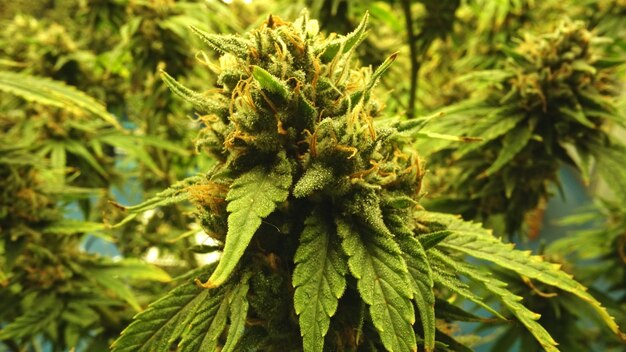 Pianta di cannabis in un allevamento di erbe infestanti curative per prodotti a base di cannabis medica