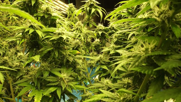 Pianta di cannabis in un allevamento di erbe infestanti curative per prodotti a base di cannabis medica