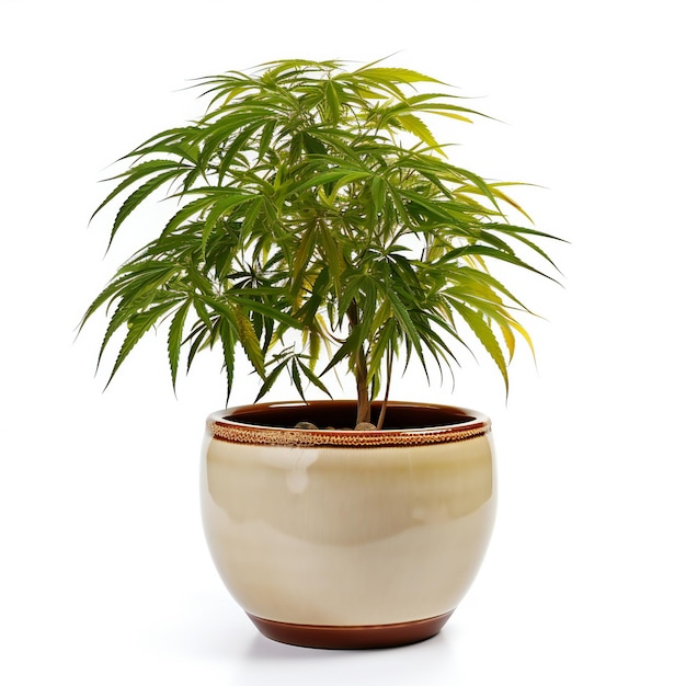 Pianta di cannabis in un vaso isolata su sfondo bianco