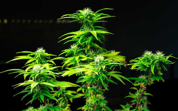 Pianta di cannabis singola da primo piano con gratificante cima completamente cresciuta pronta per la raccolta