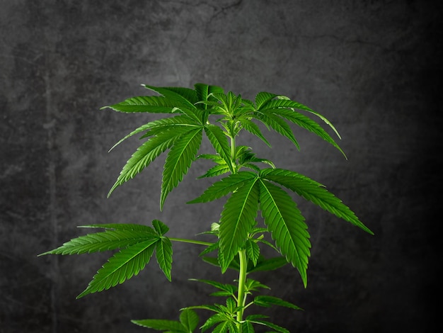 pianta di cannabis su una scena nera