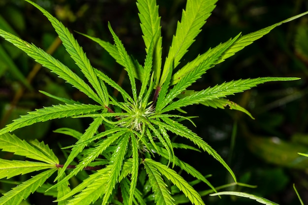 Pianta di cannabis trovata nella boscaglia, marijuana.