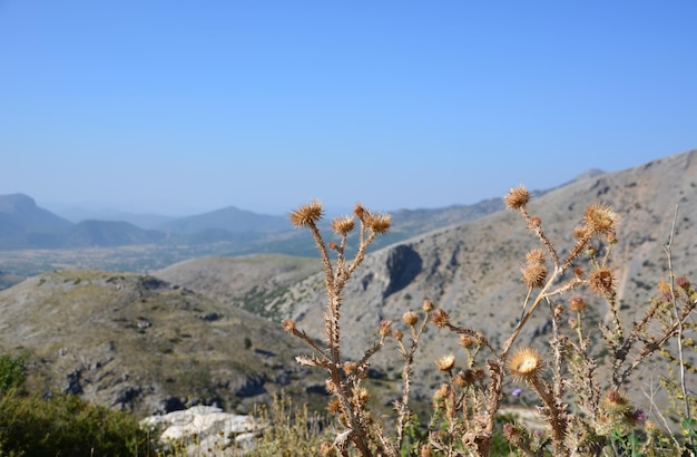 pianta di cardo secco con catena di montagne e spazio di copia del cielo blu