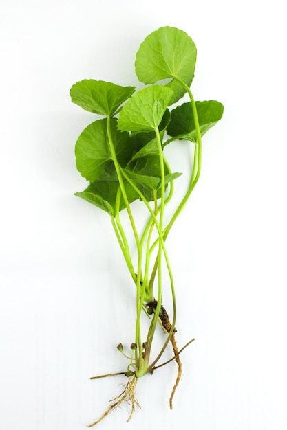 pianta di centella asiatica su sfondo bianco