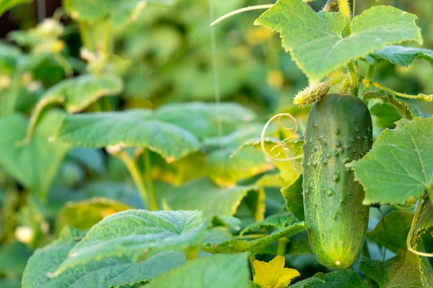 Pianta di cetriolo fresco verde sotto foglia matura in giardino in fattoria naturale Coltivazioni di cetriolo semina e crescita Cetriolo con fiori gialli nell'orto da vicino