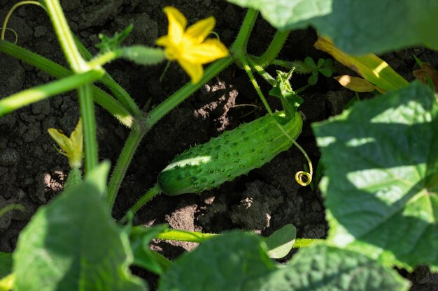 Pianta di cetriolo nell'orto