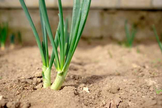 Pianta di cipolla verde