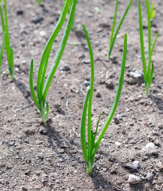 Pianta di cipolla verde