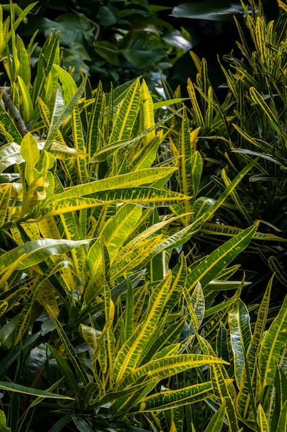 Pianta di Codiaeum Variegatum