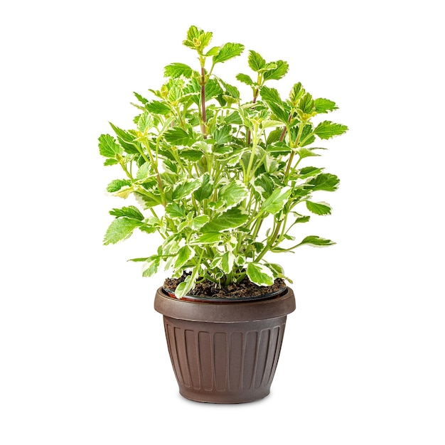 Pianta di coleus verde lime