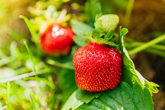 Pianta di coltivazione industriale di fragole. Bush con frutti rossi maturi fragola nel letto giardino estivo