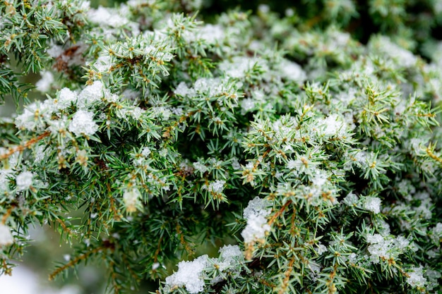 Pianta di conifere in inverno ricoperta di neve da vicino