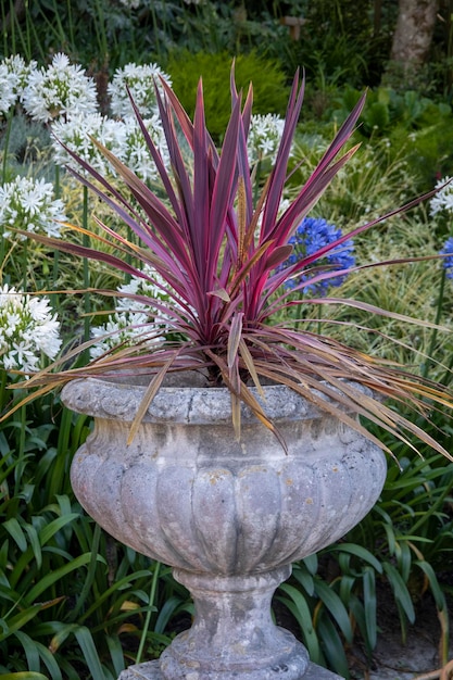 Pianta di Cordyline australis