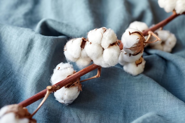Pianta di cotone con fiori bianchi su tessuto blu turchese