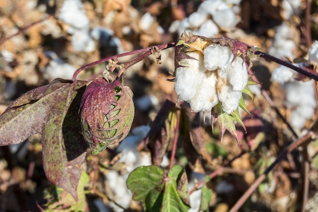 Pianta di cotone pronta per la raccolta