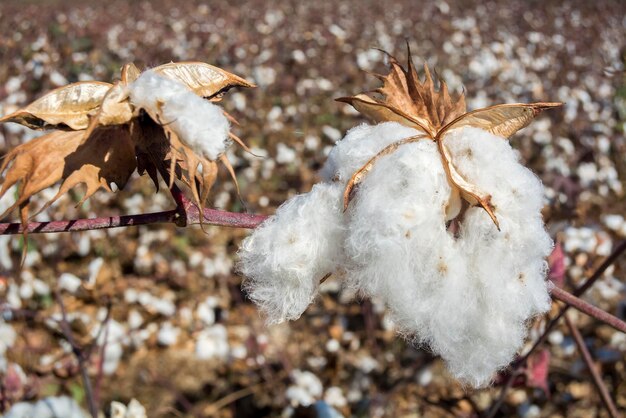 Pianta di cotone pronta per la raccolta