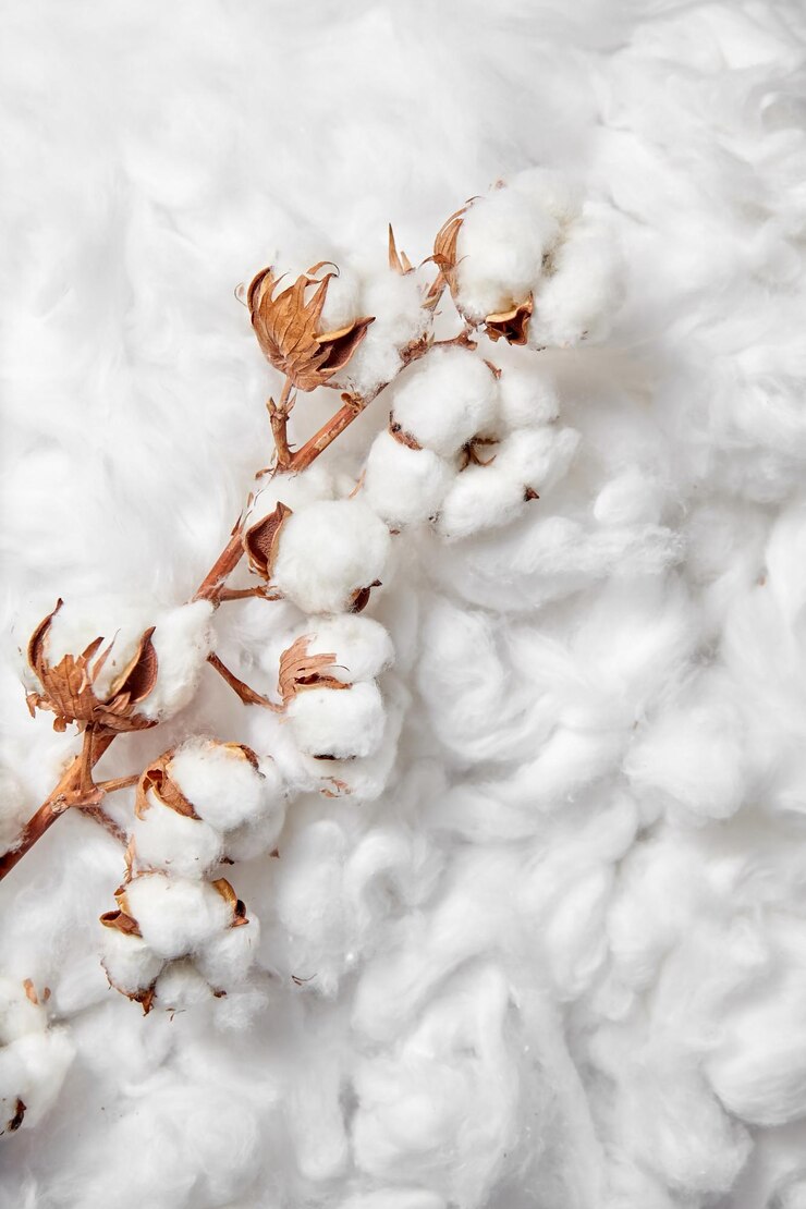 Pianta di cotone Ramo di fiori di cotone bianco su sfondo morbido Materiale organico
