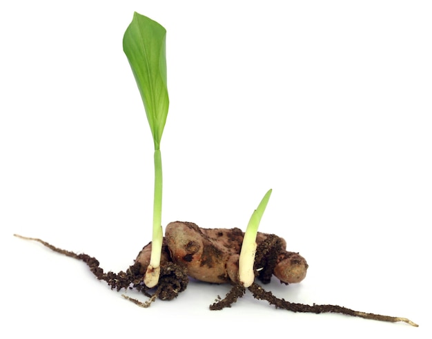 Pianta di curcuma su sfondo bianco