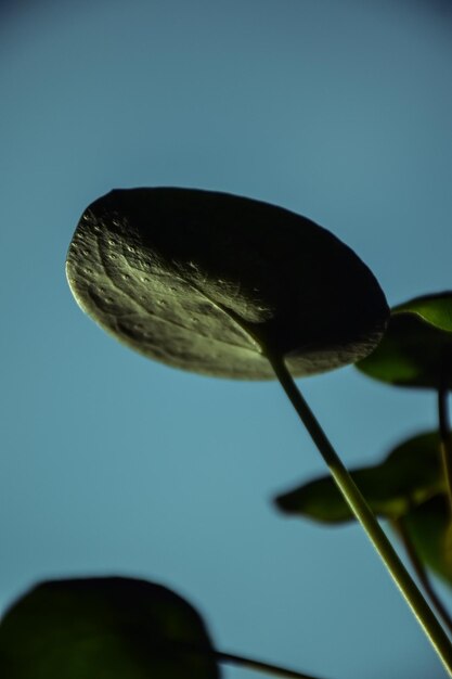 Pianta di denaro cinese