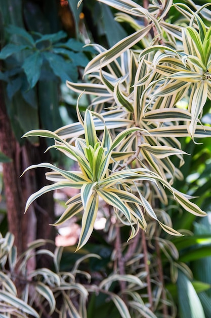 Pianta di Dracaena in un giardino a Rio de Janeiro