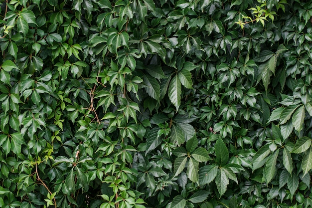 pianta di edera che cresce su un muro