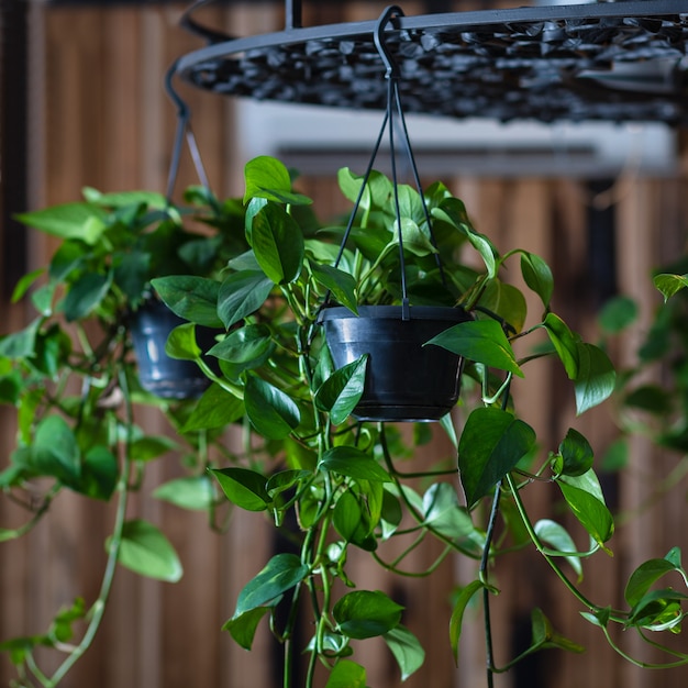 Pianta di edera del diavolo appesa al lampadario