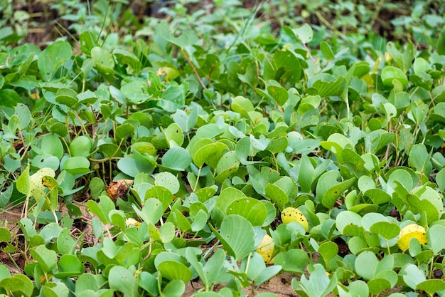 Pianta di erba verde sulla spiaggia