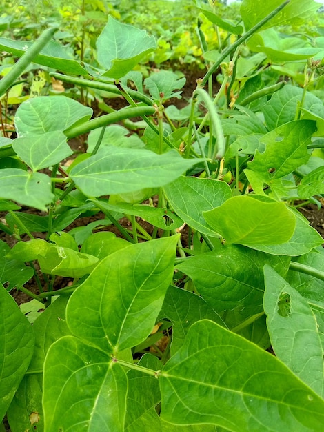 Pianta di fagioli lunghi verdi in fattoria