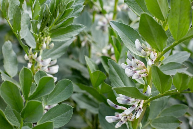 pianta di fagiolo verde in fiore