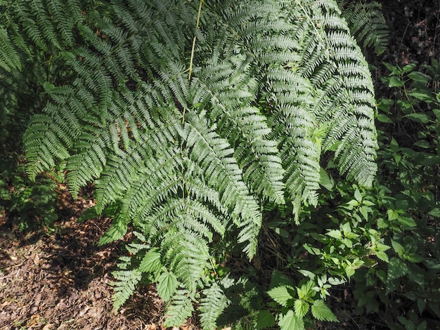 Pianta di felce verde