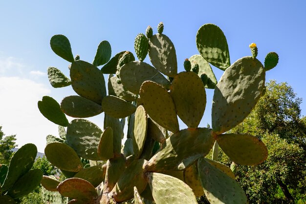 Pianta di fico d'India con le sue foglie carnose piene di spine in un parco pubblico