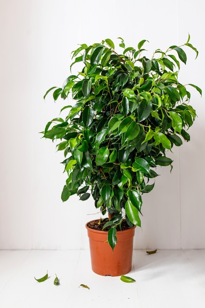 Pianta di Ficus in vaso marrone