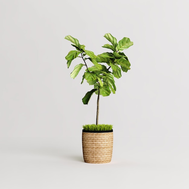 Pianta di Ficus lyrata in vaso di bambù isolato su sfondo chiaro