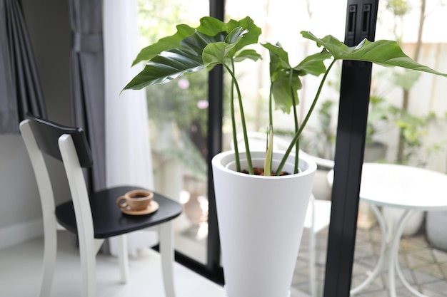 Pianta di filodendro gigante in vaso bianco e interni interni di caffè