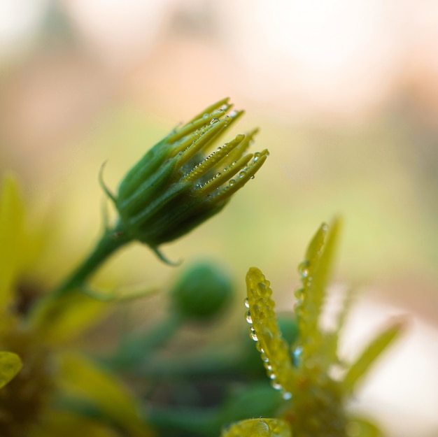 pianta di fiore giallo