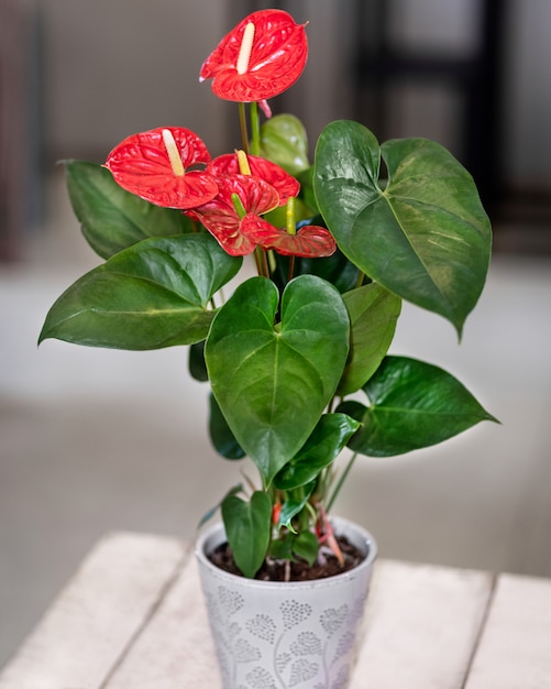 Pianta di fiore rosso Anthurium Laceleaf nel vaso