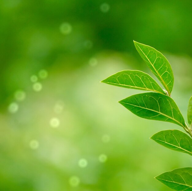 pianta di fiore verde nel giardino