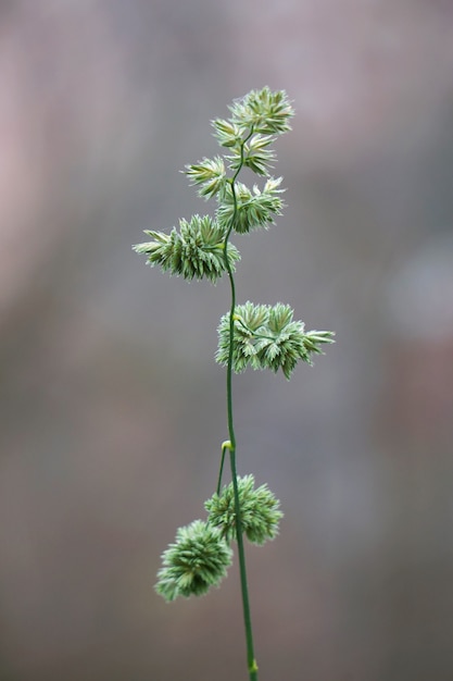 pianta di fiore verde