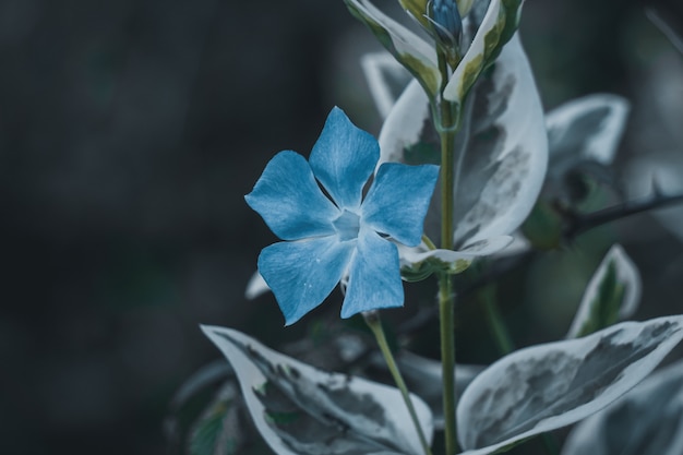 Pianta di fiori blu in giardino nella stagione primaverile
